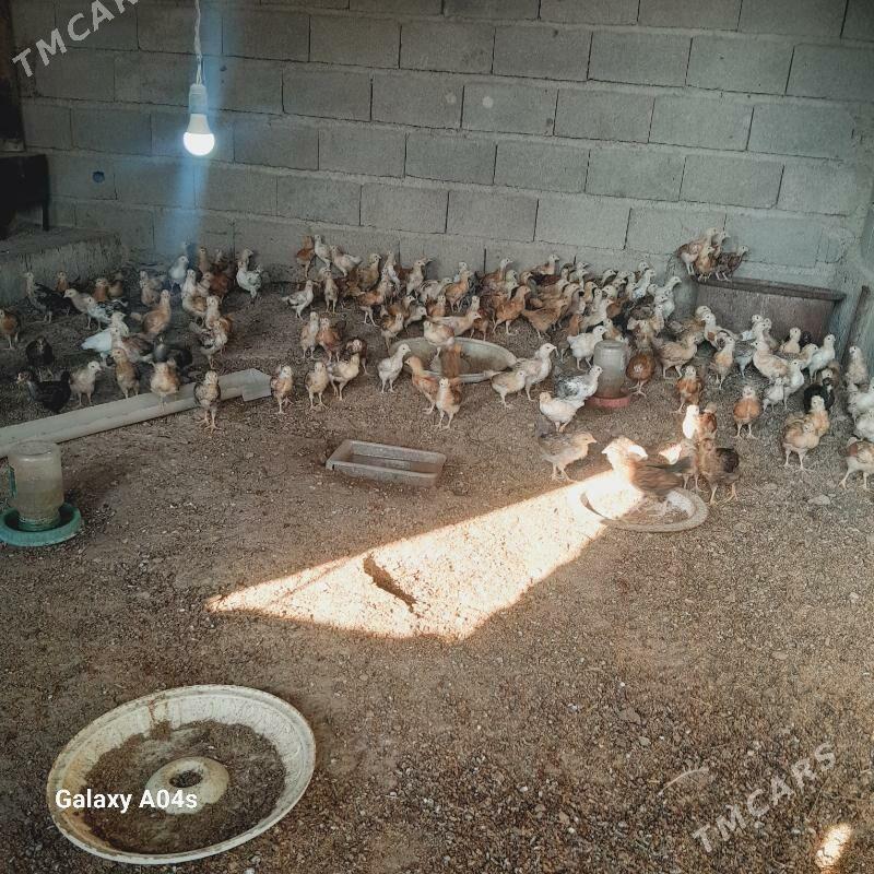 jüÿje - Бахарден - img 3