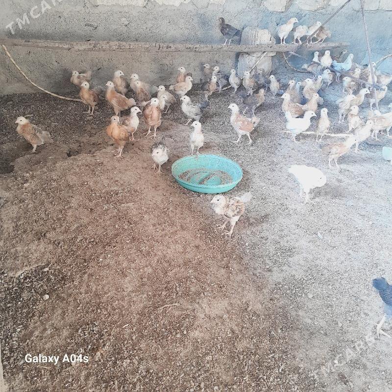 jüÿje - Бахарден - img 2