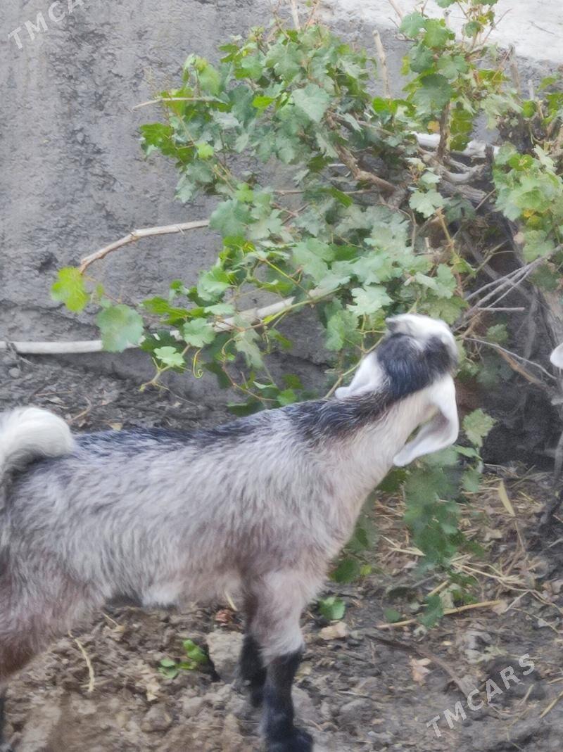 Pakistan geçiler - Туркменабат - img 7