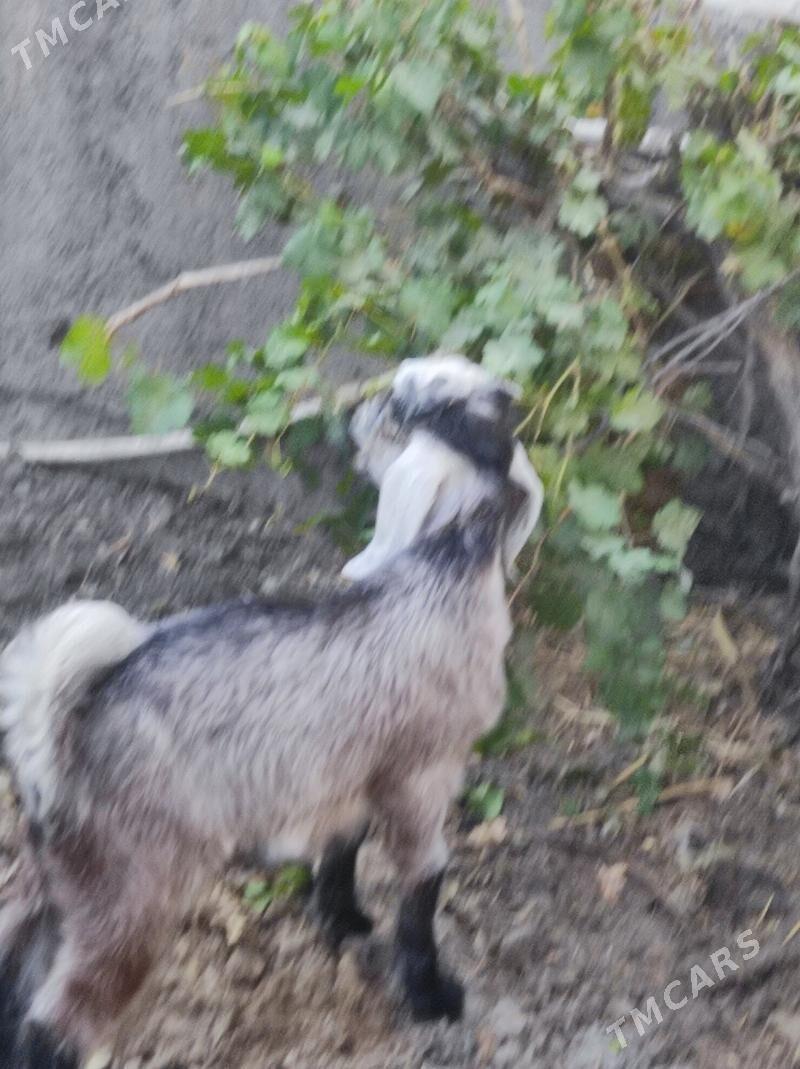 Pakistan geçiler - Туркменабат - img 6