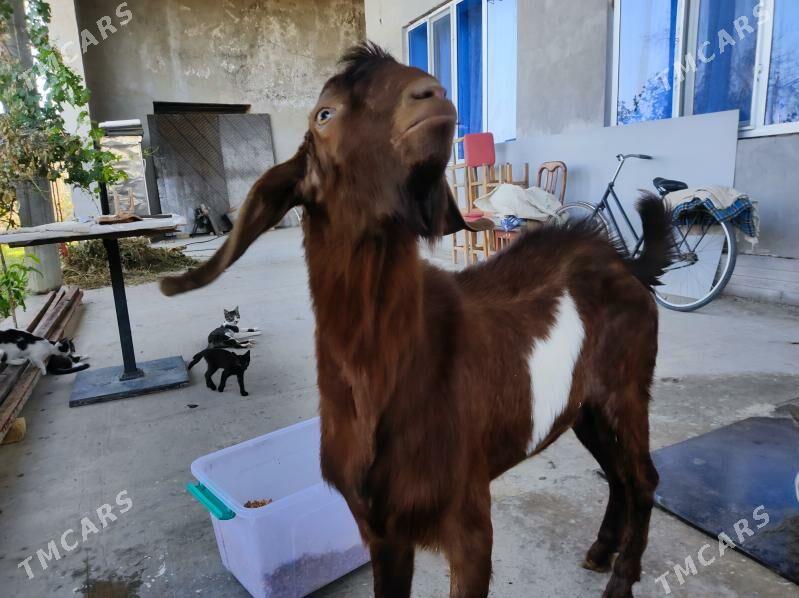 Pakistan geçiler - Туркменабат - img 2