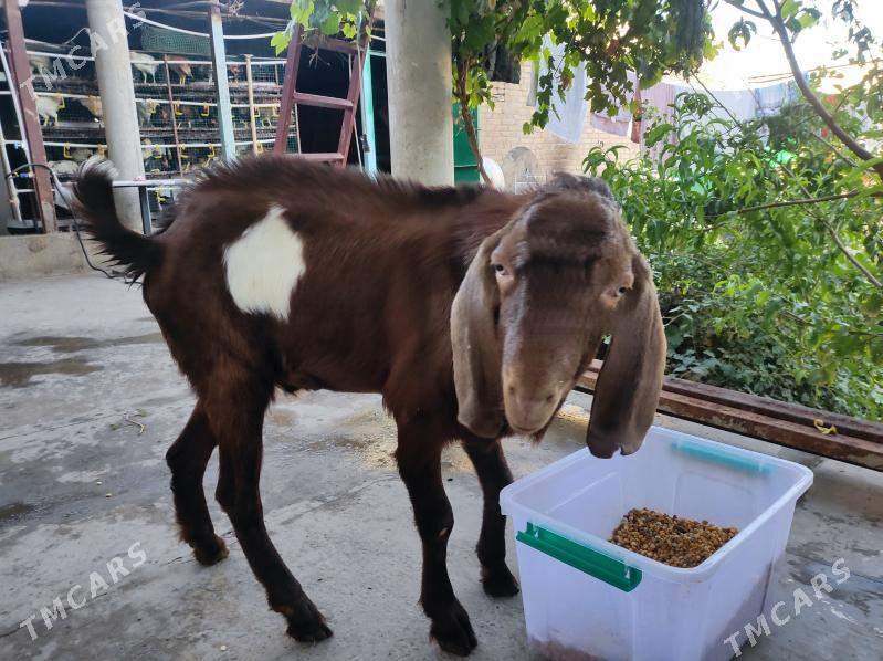 Pakistan geçiler - Туркменабат - img 3