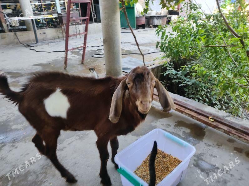 Pakistan geçiler - Туркменабат - img 4