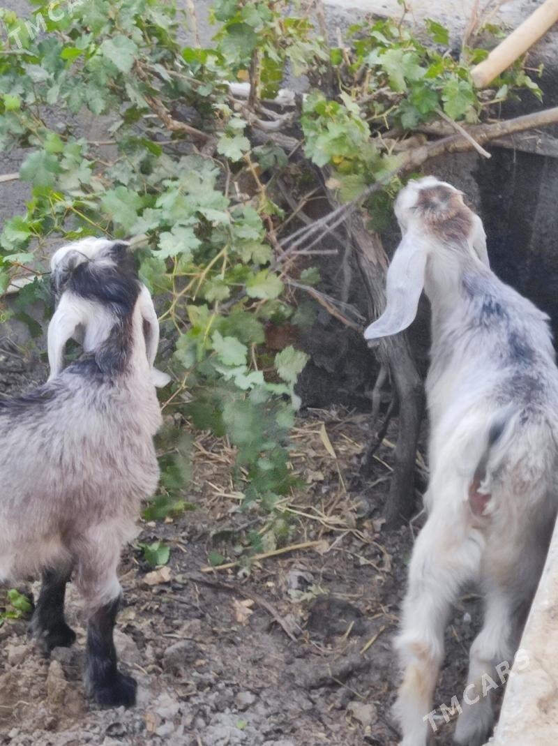 Pakistan geçiler - Туркменабат - img 5