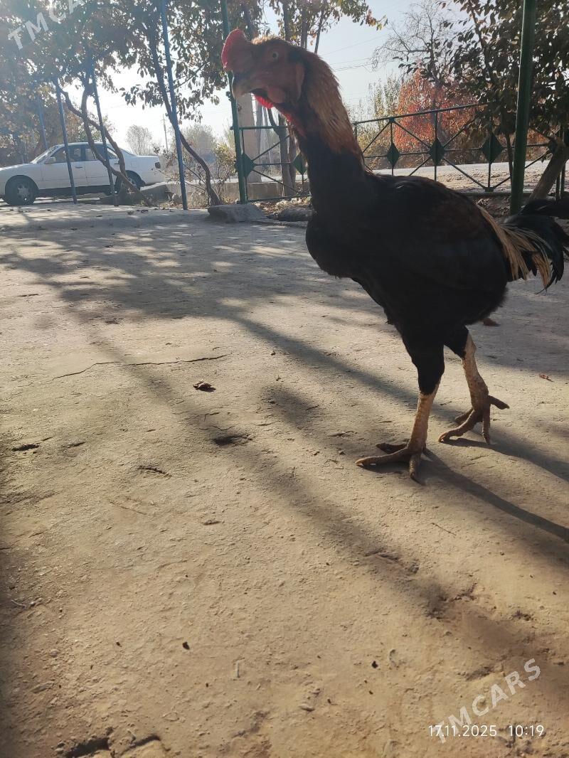 baŷes horaz - Сакар - img 2