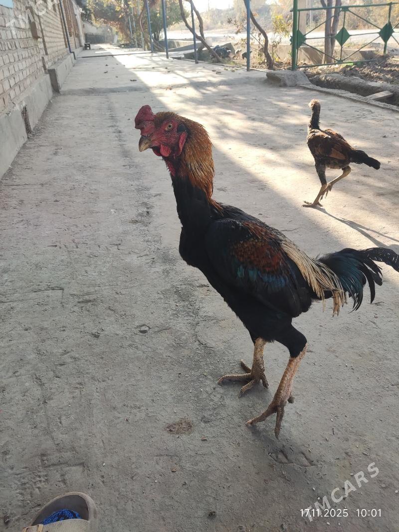 baŷes horaz - Сакар - img 3