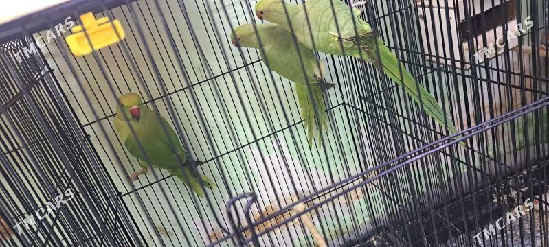 попугаи - Ашхабад - img 3