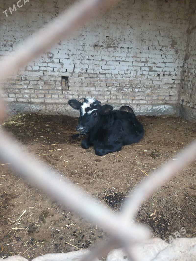 sygyr - Çärjew - img 2