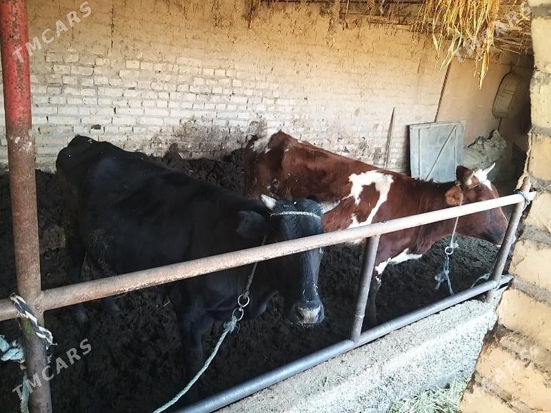 sygyr - Çärjew - img 1