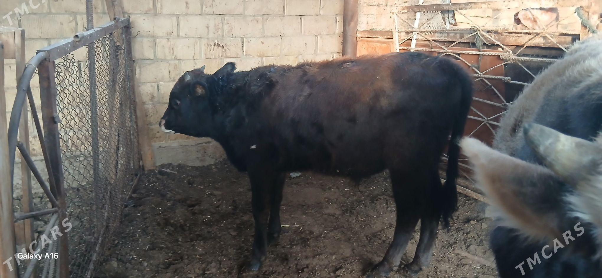 okuz - Aşgabat - img 5