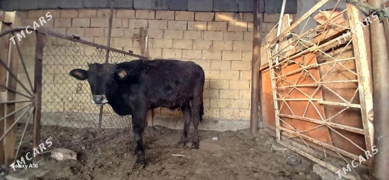 okuz - Aşgabat - img 3