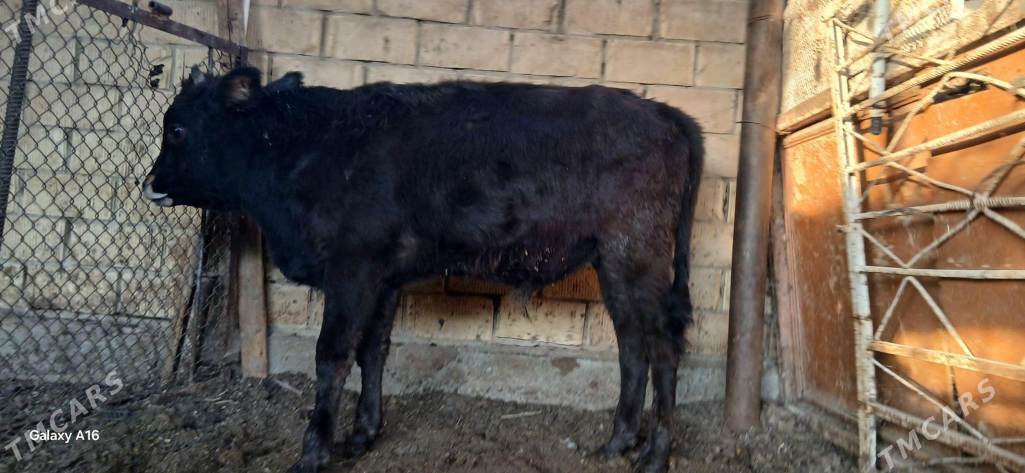 okuz - Aşgabat - img 2