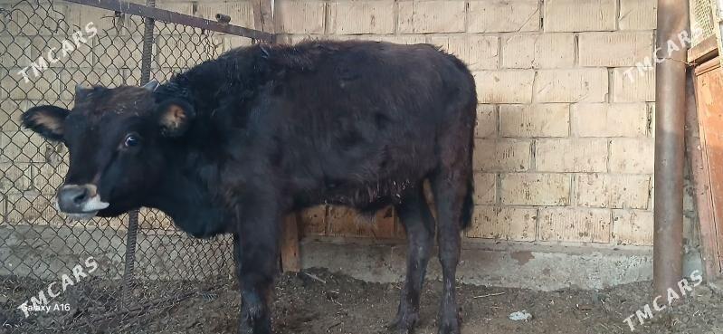 okuz - Aşgabat - img 4