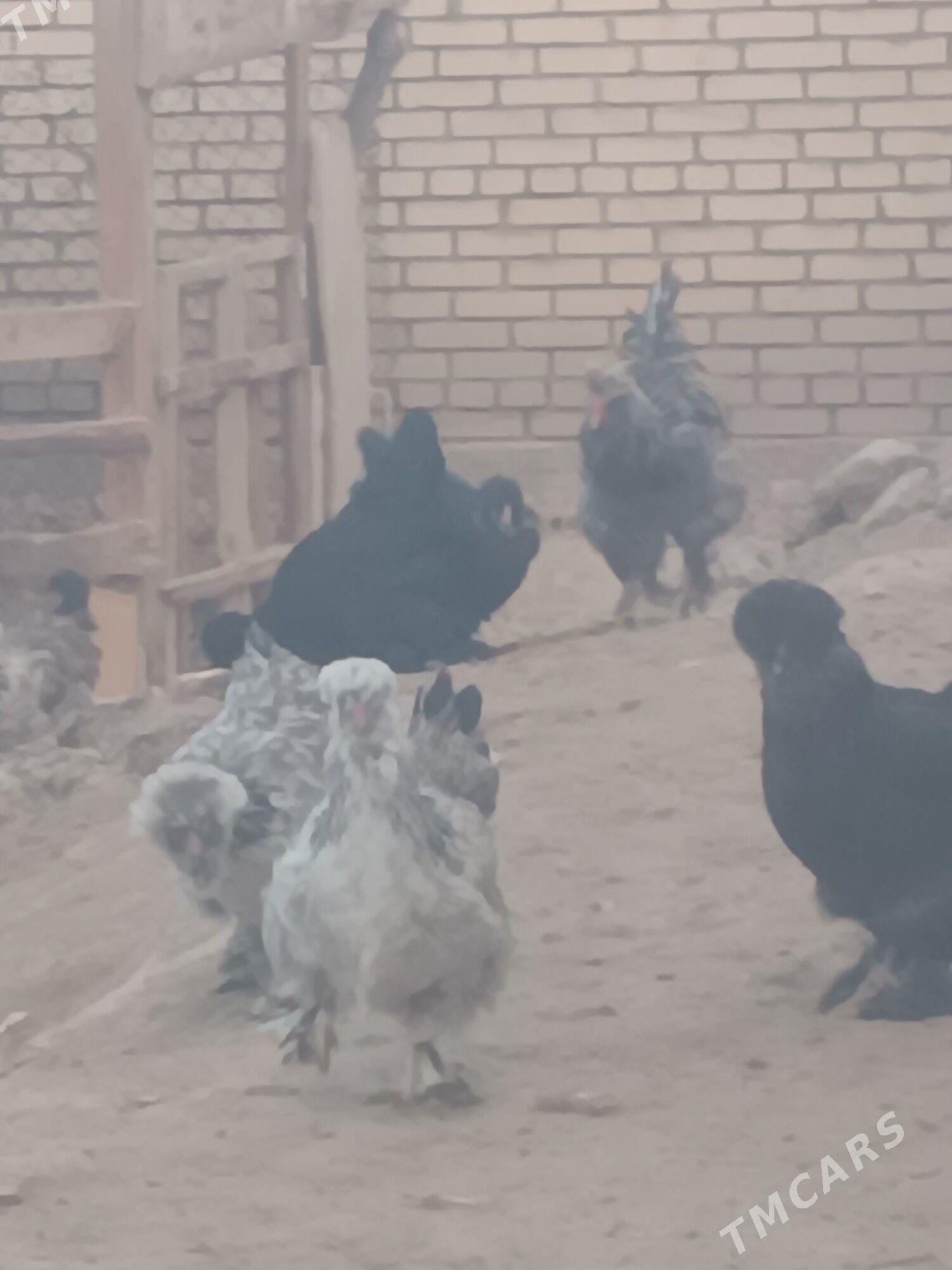 тройка - Şatlyk - img 3