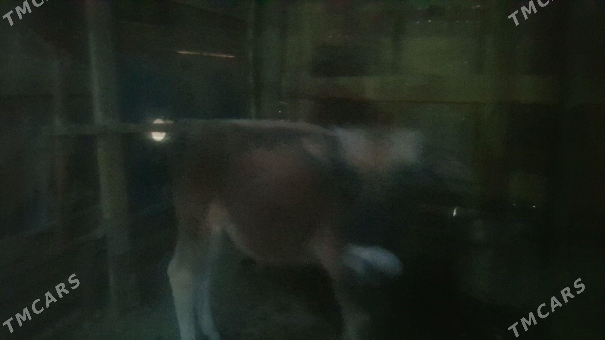 okuz mal - Бахарден - img 2