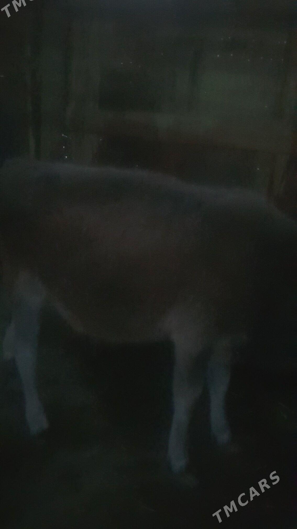 okuz mal - Бахарден - img 1