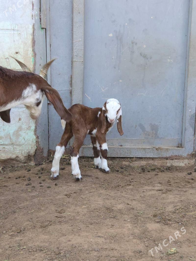 Pakistan geciler - Ашхабад - img 5