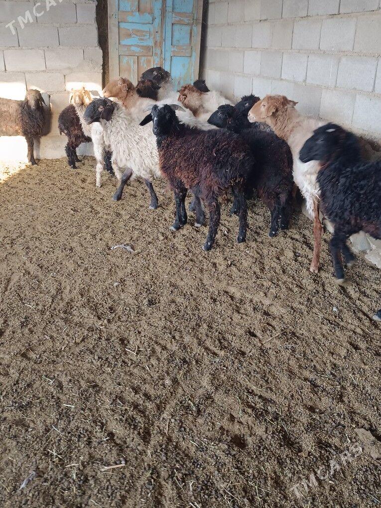 TOKLY - Бахарден - img 1