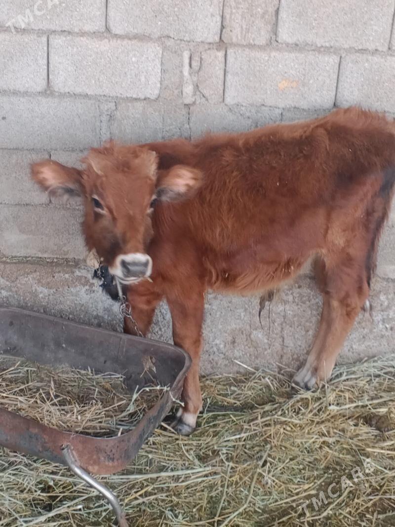 Öküz - Gökdepe - img 2