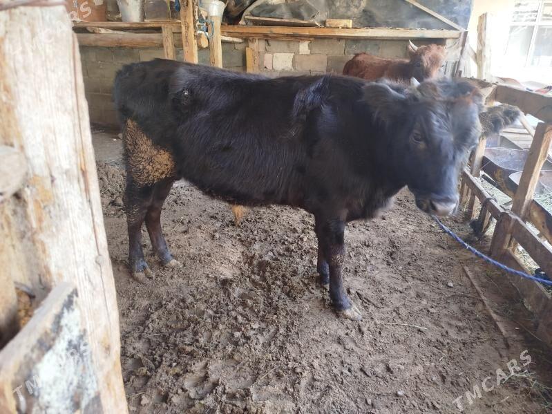 OKUZ - Çoganly - img 2