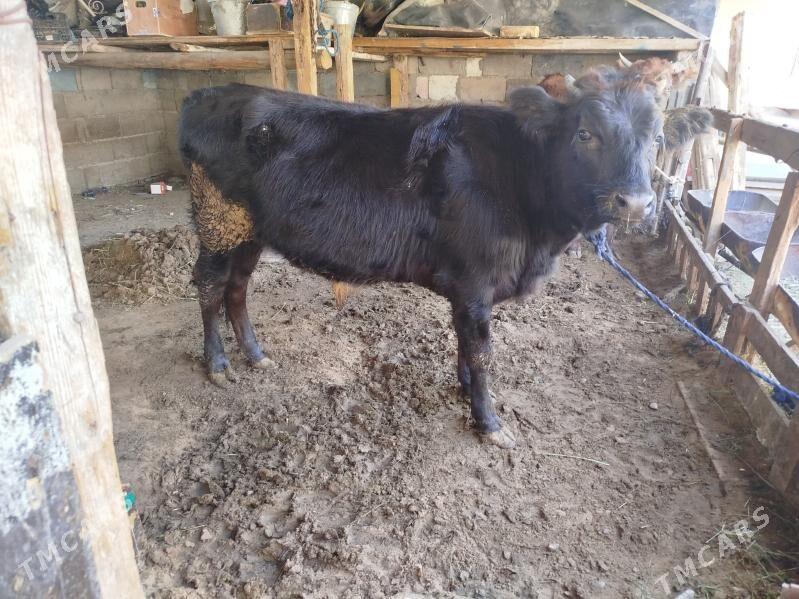 OKUZ - Çoganly - img 1