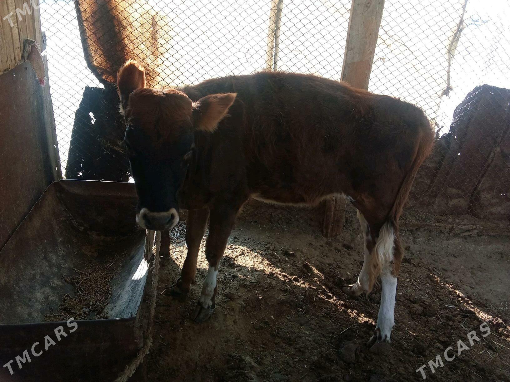 gacar - Bereket - img 2