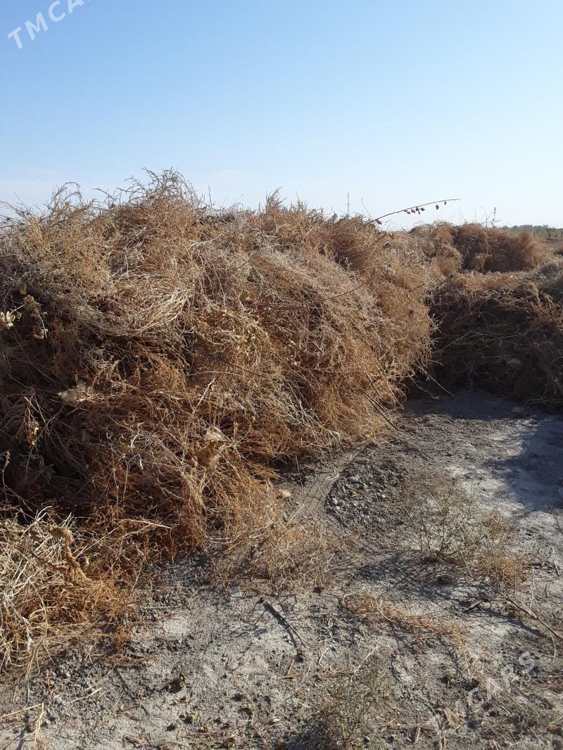 сатльк от catlyk ot - Багир - img 2