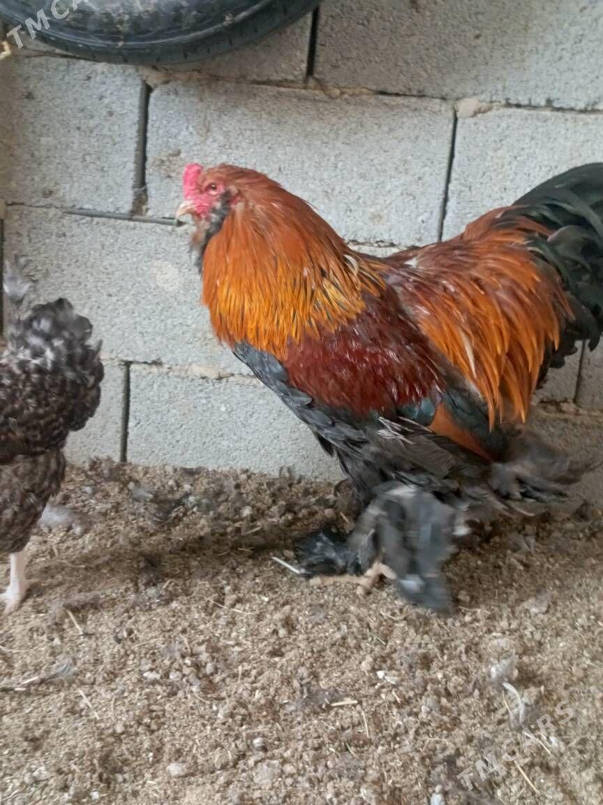 brama horaz - Гуртли - img 4