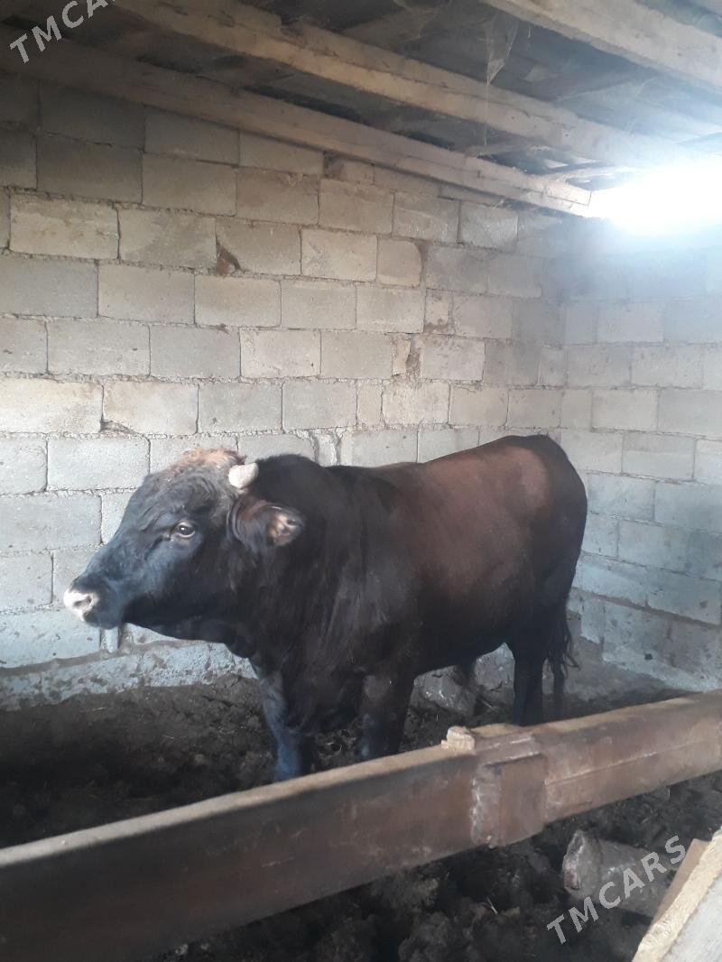 bakylan öküz - Гёкдепе - img 1