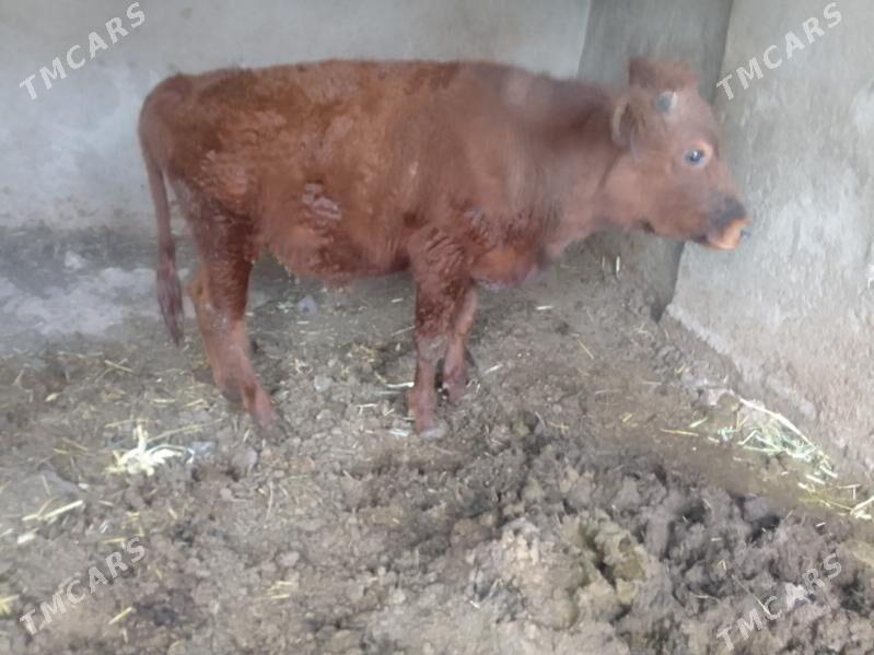 okuz - Багир - img 1