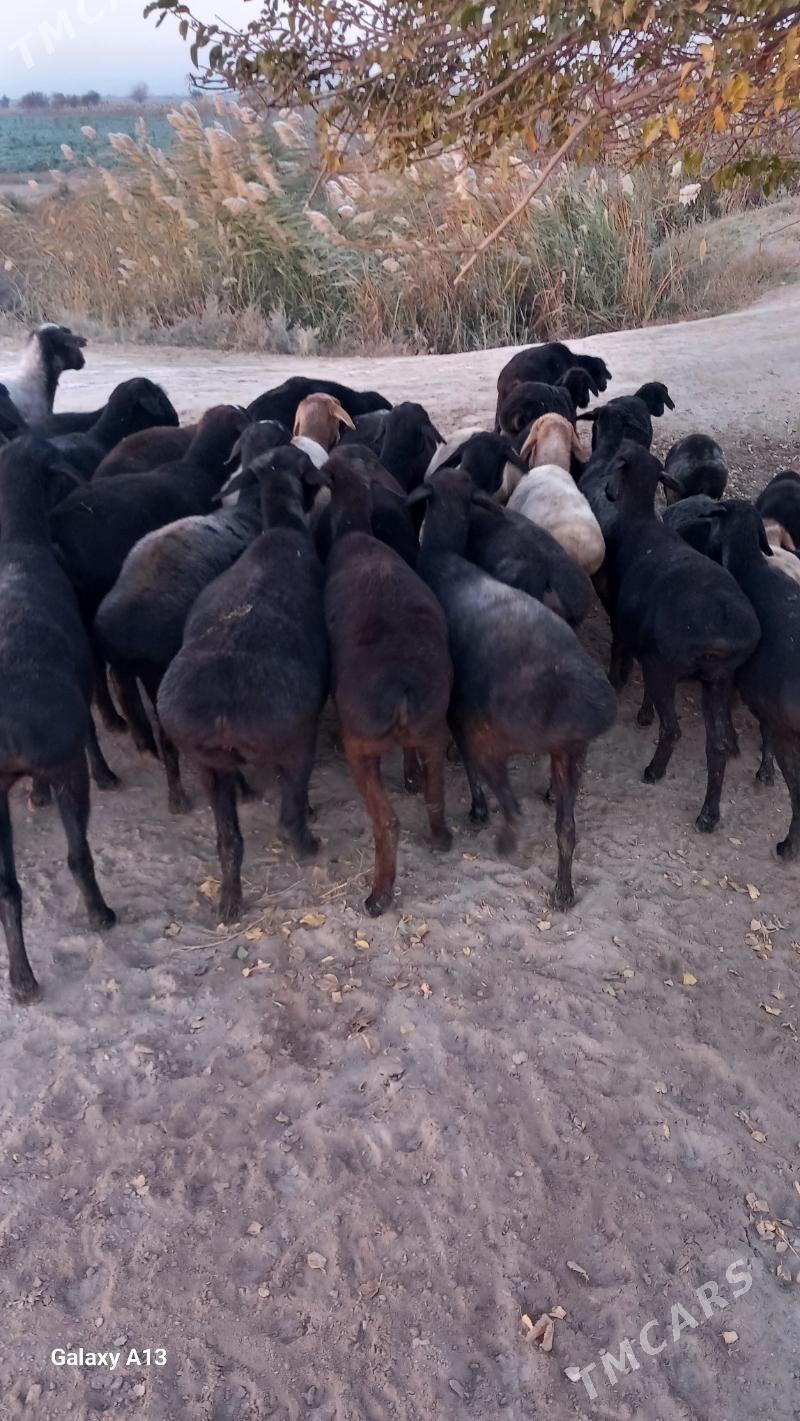 Gisir goyunlar - Чарджоу - img 3