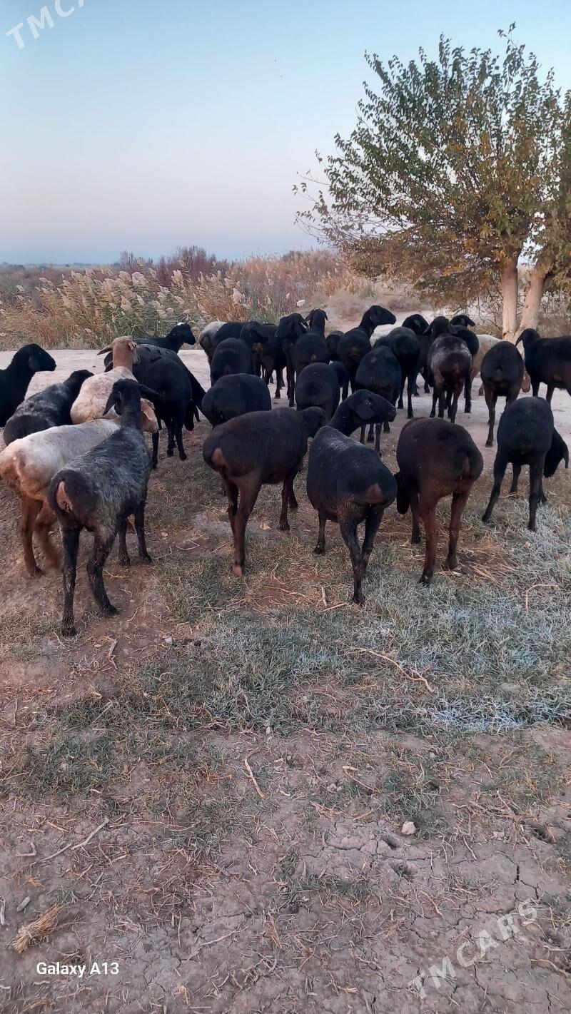 Gisir goyunlar - Чарджоу - img 6