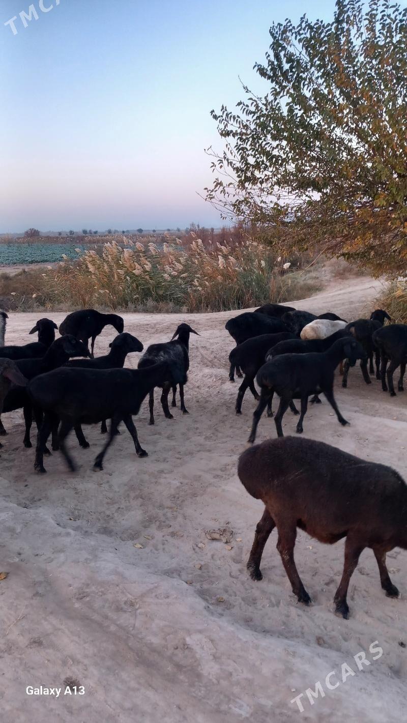 Gisir goyunlar - Чарджоу - img 5