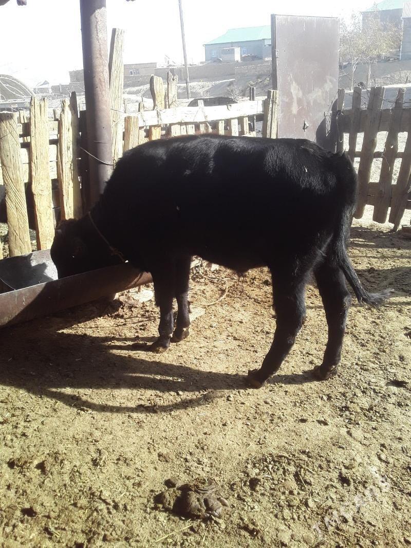 ökuz - Magdanly - img 1