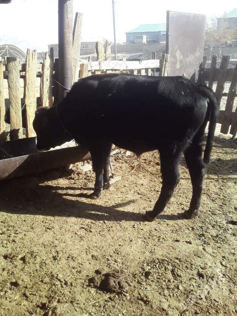 ökuz - Magdanly - img 2