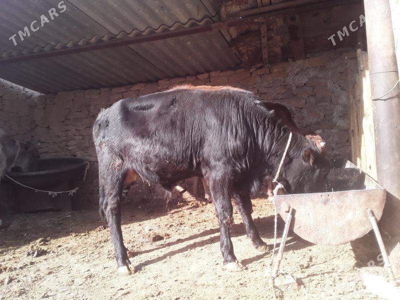 ökuz - Magdanly - img 3