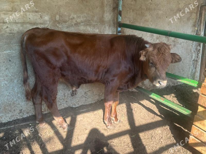 Öküz - Ашхабад - img 2