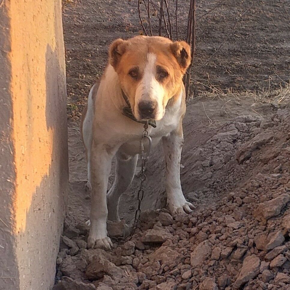 baronchik - Daşoguz - img 2