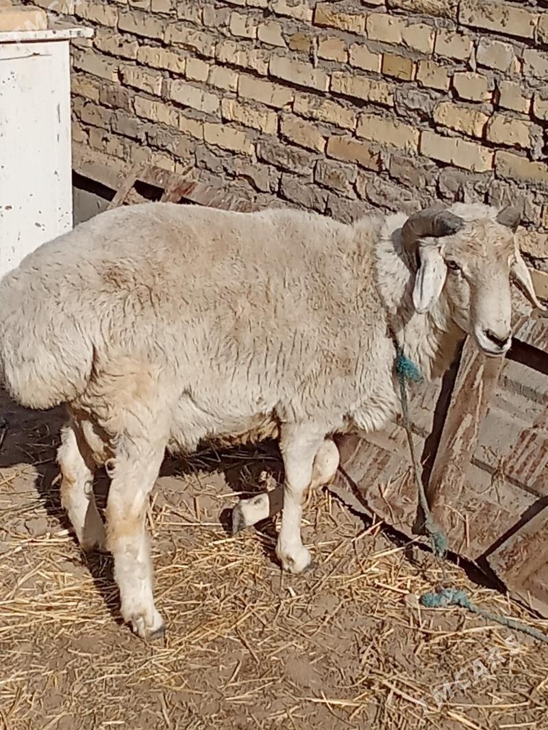 ak goç - Çärjew - img 3