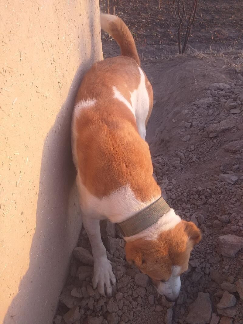 baronchik - Daşoguz - img 3