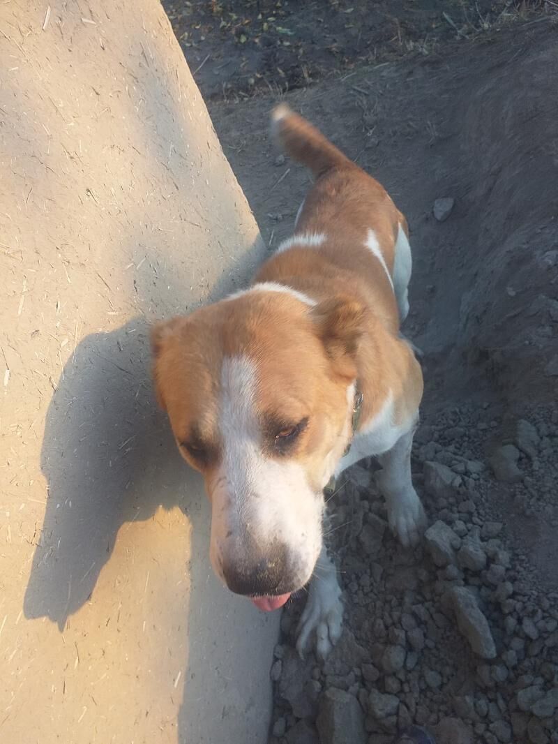 baronchik - Daşoguz - img 9