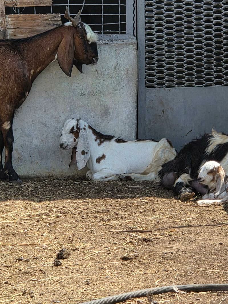 Pakistan geciler - Ашхабад - img 10