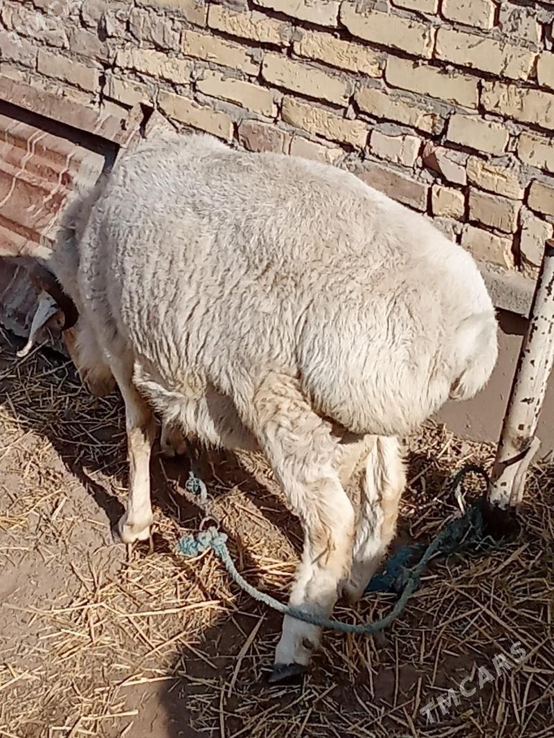 ak goç - Çärjew - img 2