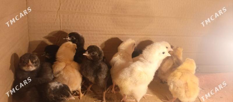 dominant jüje - Çoganly - img 2