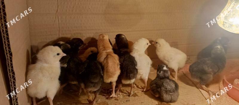 dominant jüje - Çoganly - img 3