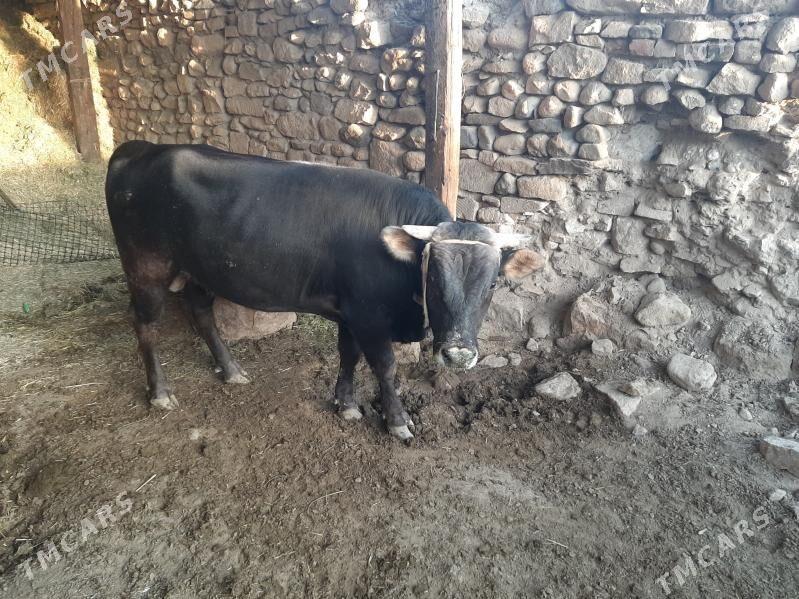 Öküz . - Gyzylarbat - img 3