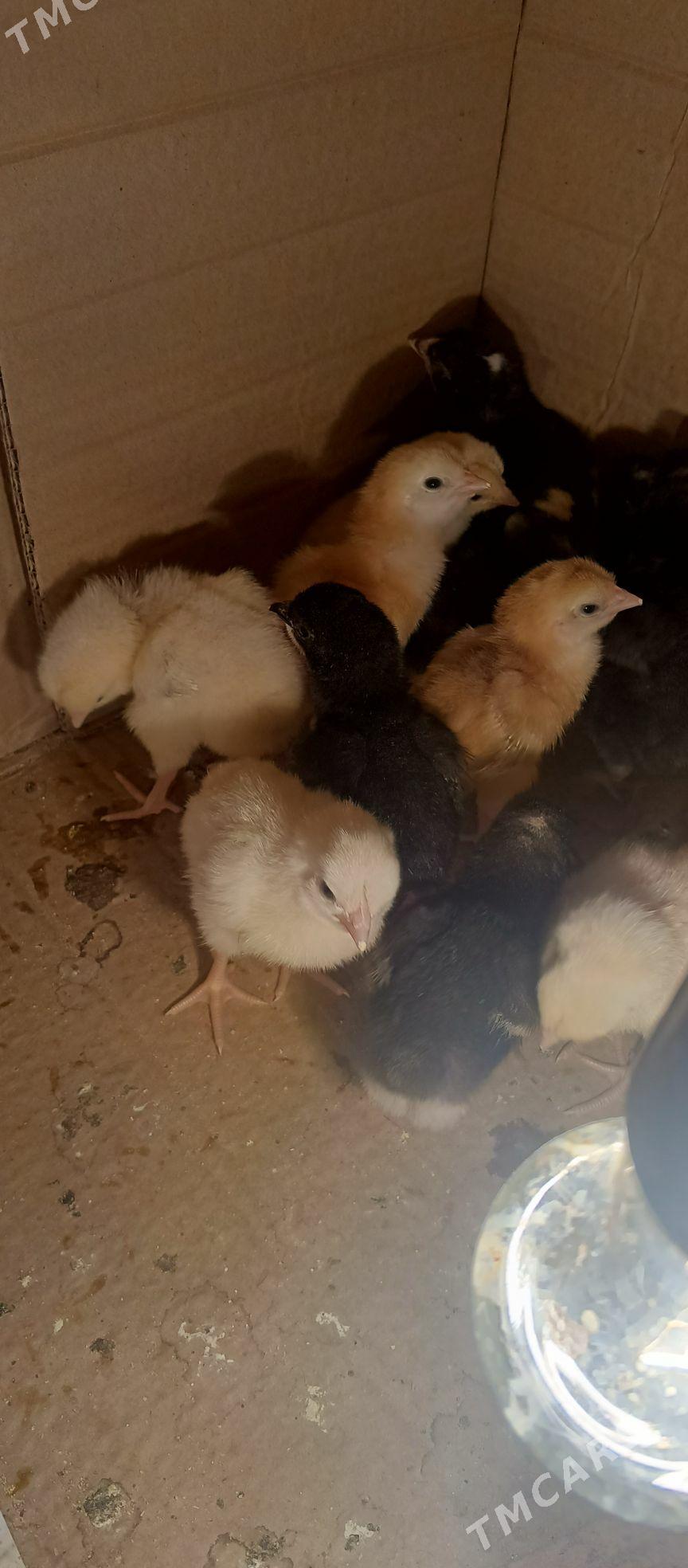 dominant jüje - Çoganly - img 5