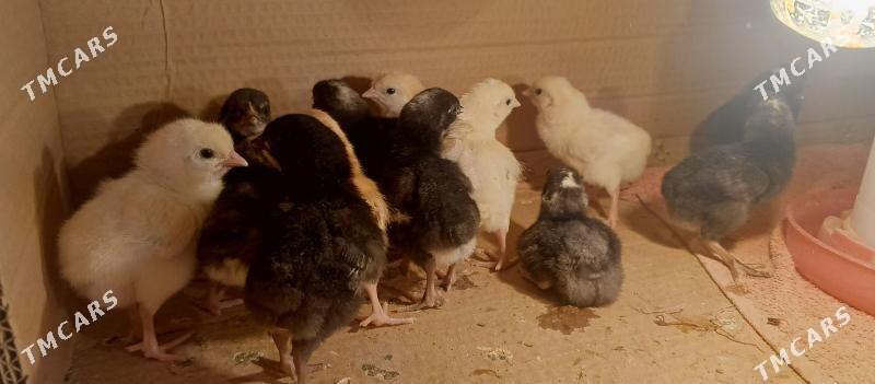 dominant jüje - Çoganly - img 4