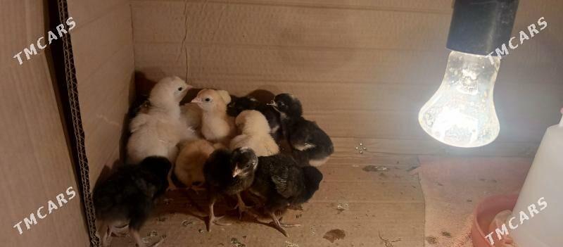 dominant jüje - Çoganly - img 6