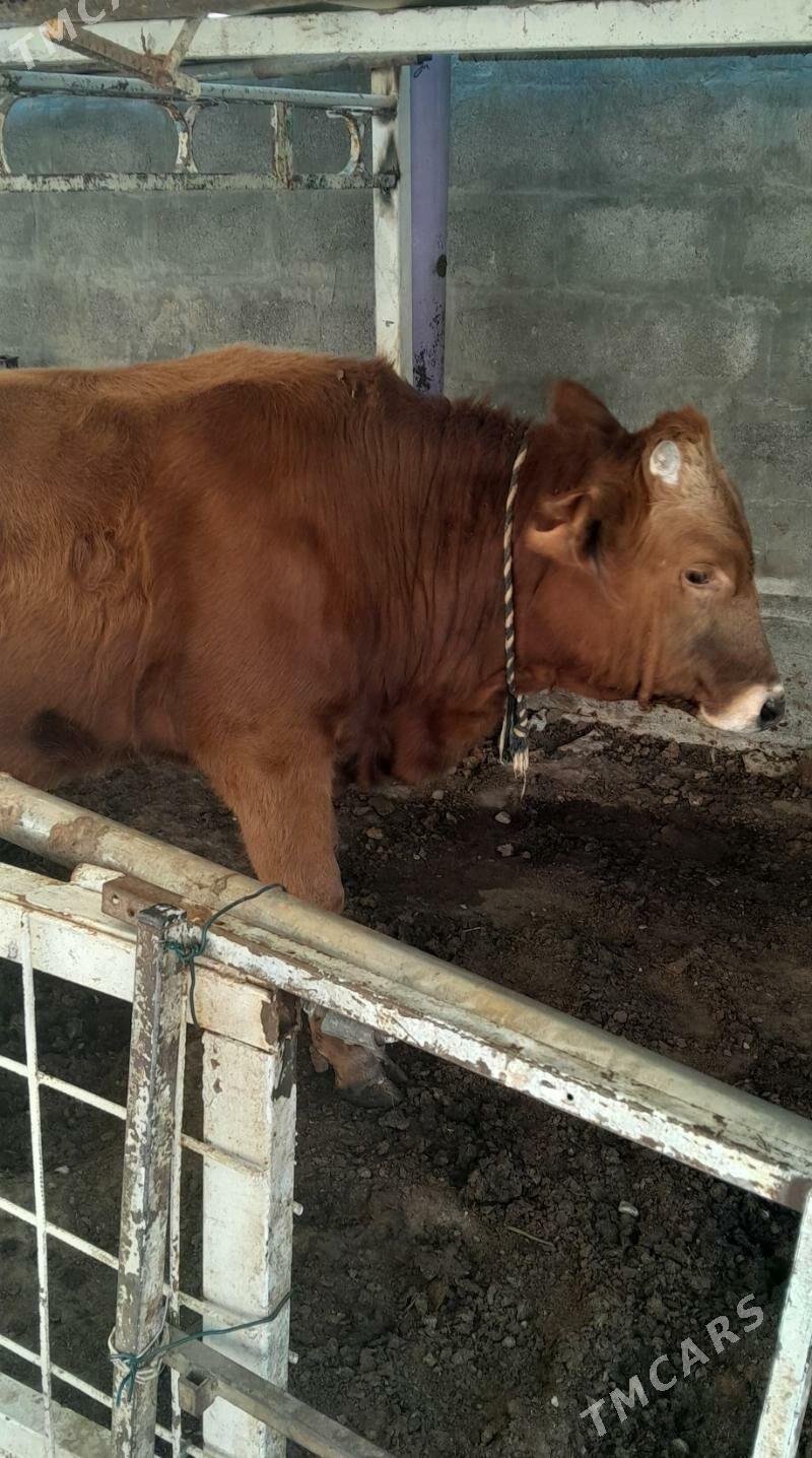 òkùz - Хитровка - img 2